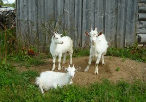 Душевные фото.
У моей бабушки в деревне когда-то все так же было.