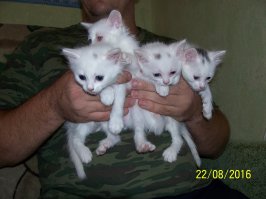 Топ самых странных и смешных краж мира