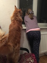 Вот мой котяра.