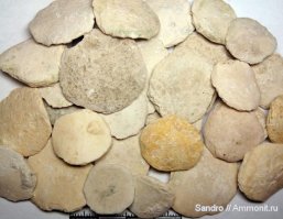 Это - ОДНОКЛЕТОЧНЫЕ существа диаметром 1,5 см, населявшие будущую территорию Крыма. Они образовали Крымские горы! Это НУММУЛИТЫ!!!
Представьте себе, что эти чудовища завелись в ваших бронхах или кишечнике - сможете ли вы пережить это?
А ведь они вымерли сосем недавно, всего 30 млн лет назад, гораздо позже динозавров!