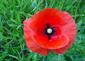 Собаку зовут...весьма оригинально:)