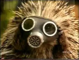 А ёжикам всё пофигу!