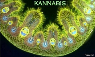 Конкурс макросъемки Nikon 2016: в каждой фотографии - целый мир