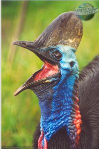 Наиболее близкие к динозаврам - казуары, если говорить о внешних признаках (морфологии).
Реликтовая птичка.

Очень опасная, кстати.