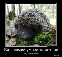 А если ещё чего непонятно, то обращайся к ежу