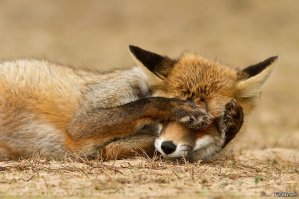 Блогер с головой слона фотографируется в самых печальных местах России