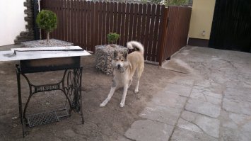 У меня собака - западно-сибирская лайка, живёт в частном доме. Раньше у нас был старый ветхий забор, который молодой пёс перепрыгивал, когда ему хотелось свалить. В результате одного из таких  побегов он подрался с серьёзным бойцовским псом и тот перегрыз ему переднюю лапу, раздробив кости. Стояла 30 градусная жара и собаки не было 5 суток. Пришёл истощённый и весь в опарышах, лапа просто висела на коже и мышцах. Для нас это был шок, со слезами на глазах на бедного собаку. Еле-еле нашли в нашем городе ветеринара, который взялся бы оперировать ослабленного собаку. Сделали рентгеновский снимок сломанной лапы, занесли ветеринару и тот назначил дату операции, надо было, чтобы собака немного окреп. Ветеринар запросил около 300$ за операцию, при этом сказал, что будет необходима ещё одна операция, когда необходимо будет достать железные пластины и спицы из лапы, так как животные не мог жить с железом внутри. Долго можно рассказывать сколько мы помучались с нашим собакой, поэтому подведу итог. Собаке сделали 4 очень длительные операции(одна длилась 7 часов), мы заплатили за операции и лечение около 1100$, кости срослись ни так как надо и даже после месяцев упражнений, которые мы делали собаке, чтобы выпрямить лапу ничего не получилось. Собака остался жив, но он инвалидик. А сейчас, после 2-3 лет после наших мучений всплыло, что у него на кости на сломанной лапе инфекция и она прогрессирует. Инфекция на 99% была внесена когда делались операции.

    Ситуация двойственная. Ветеринар вроде помог, при этом мы потратили последние сбережения на лечение собаки(не рассчитывали на такие траты), но сейчас при самом плохом исходе, возможно, придётся собаке эту лапу ампутировать, а это можно было сделать сразу и не иметь таких проблем как мы имели с собакой на протяжении полу года. 
На фото тот самый пёс Тэдди пару дней назад.