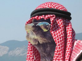 Смешной кролик в очках спровоцировал битву фотошоперов