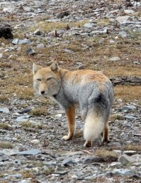Тибетские лисички. Взгляд как у человека