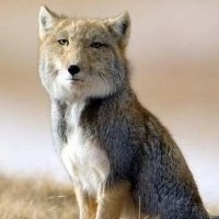 Тибетские лисички. Взгляд как у человека