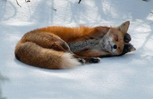 Небольшой лисопост