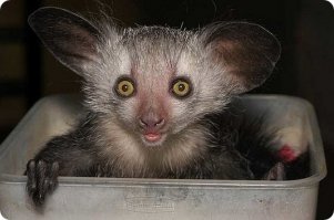 А мне кажется, что они милые.