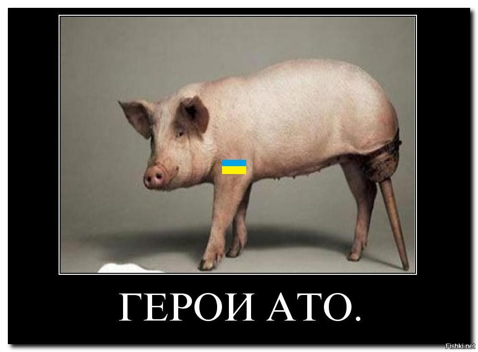 Свинья глупой. Мемы с украинскими свиньями. Хохлы cdtymz.