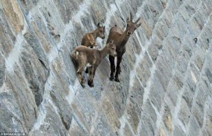 Ешака надо было брать. Или козу накрайняк.