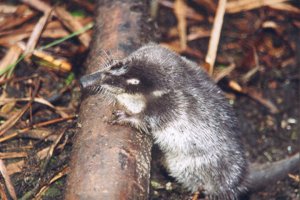 Пиренейская выхухоль