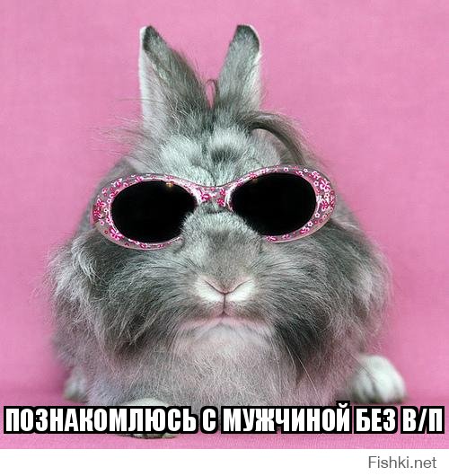 Смешной кролик в очках спровоцировал битву фотошоперов