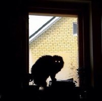 кот в окне