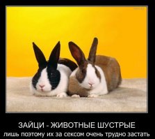 Смешной кролик в очках спровоцировал битву фотошоперов