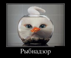 Традиционная ловля карпа в Чехии