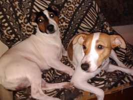 Это точно, у меня пара таких веселых.