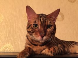 18 по-настоящему огромных котов