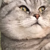 18 по-настоящему огромных котов