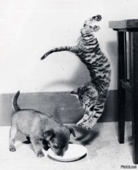 Эти фотографы сумели поймать самый удачный момент!