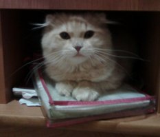 Кототетрис