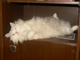 Ну как то так спим