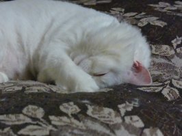 Ну как то так спим