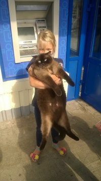 Девочка и ее упитанная кошка