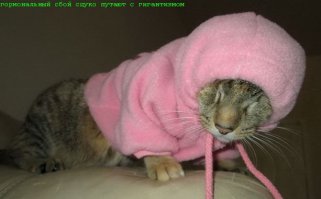 18 по-настоящему огромных котов