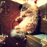 мой "малютка")) 17,5 лет прожил)