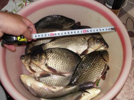 Вот сейчас обидный пост получился
Слова вроде бы неплохие, а картинки -...овно полное, уважаемый, Вы пишете про рыбалку или про пьянку? Если хочется бухнуть можно без проблем дома или в ближайшей лесополосе. Зачем это рыбалкой называть? Или это Вы так время проводите, но сказать "я пороть водку с бл...ми" язык не поворачивается, проще - "Я на рыбалку"? На рыбалке общаются с природой или, в крайнем случае, ловят рыбу