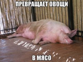 Мир, любовь, свиная отбивная