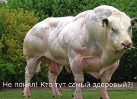 Святая корова! Кажется, Большой Му — самый крупный бычок в Австралии