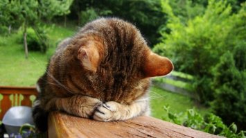 Преданная кошка уже год тоскует по хозяйке и не уходит с ее могилы