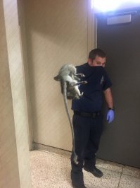 кто может объяснить, что или кто это?