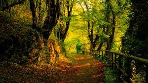 В описании дорога, а в реале лес стоит, вроде газовые камеры нашли, а на фото просто прямоугольники со снятым дерном. Что-то не клеится одно к другому.
Я могу так же сказать что я янтарную комнату нашел и фото приложить: