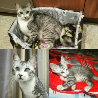 Этого любимого засранца.... отдавали просто так... либо заберете.. Либо выкинем или усыпим... Муж принес..Уехал в командировку..Жена сразу его и отдала..Слава Богу нам...))) 31 декабря...))