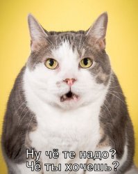 Такое чувство, что котики в полной непонятке, чего хочет от них эта бегающая взад вперёд и мяучащая птица.