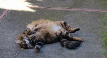 Таких? Я вся измучилась, выстригая и вычёсывая, а всё равно шерсть сваливается. И бельё меняю раз в неделю, всё в пухомехе. Но люблю его безмерно. И он платит мне взаимностью. Я таких ласковых котов больше не встречала.