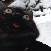 пишет чувак, у которого кот на аватрке дурачится