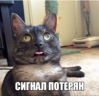 Девчонки дурачатся