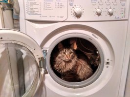 Елена. Моя кошка случайно с вашим котэ не родственники?