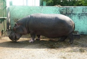 дизайн слизали