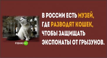 Эрмита́жные коты́ — кошки, официально содержащиеся на территории петербургского Зимнего дворца со времени его постройки, в целях предотвращения интенсивного размножения крыс и мышей в Государственном Эрмитаже.
С момента поселения в Зимнем дворце коты бессменно выполняют задачи по очистке помещений от грызунов. По заложенной Елизаветой Петровной традиции коты подвергаются стерилизации. Каждый кот имеет собственный паспорт, ветеринарную карточку и официально числится квалифицированным специалистом по очистке музейных подвалов от крыс. Униформой сотрудников служит жёлтый шейный бант.
Коты могут свободно передвигаться по территории Эрмитажа, однако вход в музейные залы им воспрещён. Сама сеть подвалов (почти два десятка километров), где живут и охотятся коты, называется «большой кошачий подвал».