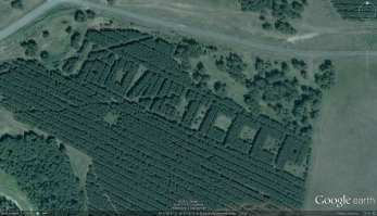 В ирландском лесу обнаружили огромный кельтский крест, сделанный из крон деревьев