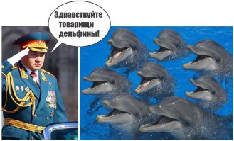 Как готовят боевых дельфинов
