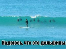 Как готовят боевых дельфинов